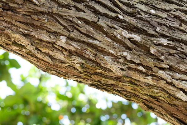 Primer plano del árbol tropical en la isla de Bali, Indonesia. Patrón de fondo de madera día soleado, hermosos colores . — Foto de Stock