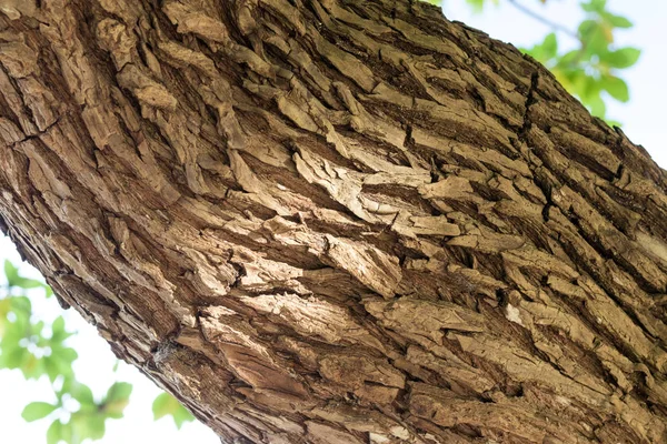 Primer plano del árbol tropical en la isla de Bali, Indonesia. Patrón de fondo de madera día soleado, hermosos colores . — Foto de Stock