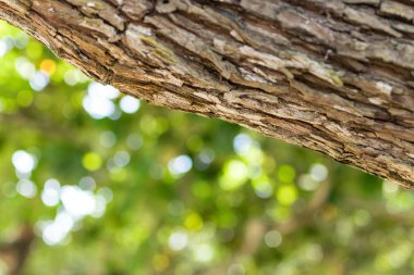 Bali Adası, Endonezya tropikal ağacın kapatın. Desen ahşap backgroundm güneşli bir gün, güzel renkler.
