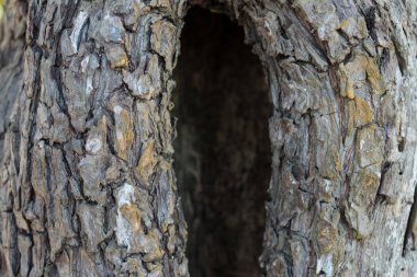 Bali Adası, Endonezya tropikal ağacın kapatın. Desen ahşap backgroundm güneşli bir gün, güzel renkler.