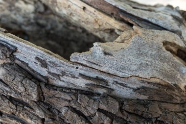 Bali Adası, Endonezya tropikal ağacın kapatın. Desen ahşap backgroundm güneşli bir gün, güzel renkler.