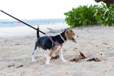 Bali beach Adası, Endonezya oynarken beagle köpek yavrusu. Görüntüyü kapat.