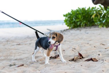 Bali beach Adası, Endonezya oynarken beagle köpek yavrusu. Görüntüyü kapat.