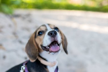 Bali beach Adası, Endonezya oynarken beagle köpek yavrusu. Görüntüyü kapat.