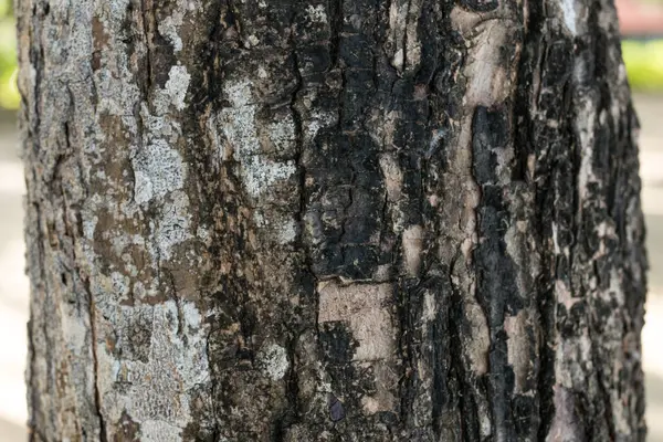 Nahaufnahme eines tropischen Baumes auf der Insel Bali, Indonesien. Muster Holz Hintergrund sonniger Tag, schöne Farben. — Stockfoto