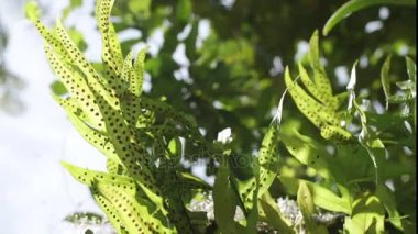 Arka plan, Bali Adası, Endonezya yeşil tropikal yakın çekim yaprak.