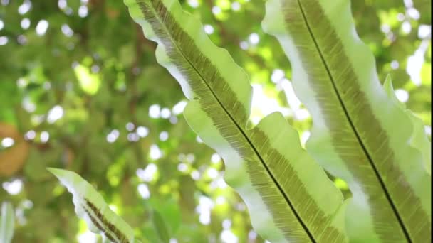Närbild av gröna tropiska löv bakgrund, ön Bali, Indonesien. — Stockvideo