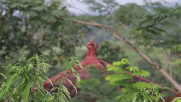 バリの熱帯雨林の背景。熱帯のバリ島、インドネシア。編集することがなく、元のファイル. — ストック動画