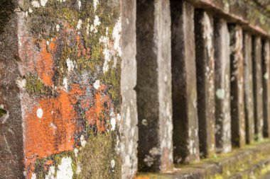 Yeşil yosun eski duvar, duvardaki, Closeup Moss duvardaki Moss. Bali Adası.