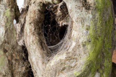 Makro ağaç arka plan. Ahşap doku deseninin. Bali Adası.