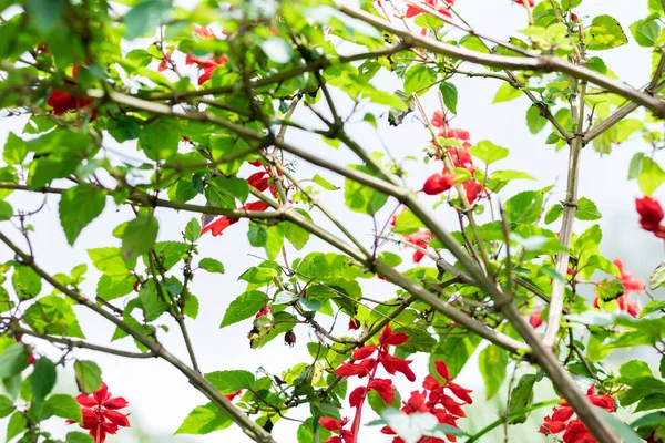 Cerrar fondo floral de flores de colores, jardín exterior. Isla tropical de Bali, Indonesia. — Foto de Stock