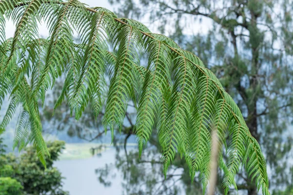 A fern in rain forest on the tropical magic island Bali, Indonesia. — Stock Photo, Image