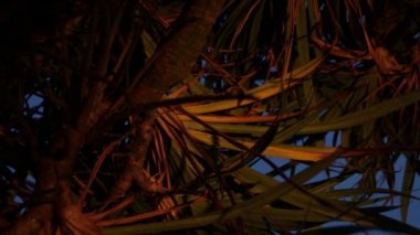 Palmiye ağaçları siluet gün batımında. Karanlık sahne. Gece sihirli tropik adada Bali, Endonezya. Düzenlenmemiş görüntüleri.