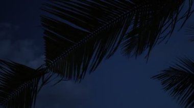 Palmiye ağaçları siluet gün batımında. Karanlık sahne. Gece sihirli tropik adada Bali, Endonezya. Düzenlenmemiş görüntüleri.