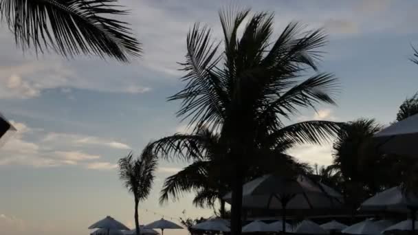 Palmeiras Silhueta ao pôr do sol. Cena escura. Noite na mágica ilha tropical de Bali, Indonésia. Filmagem não corrigida . — Vídeo de Stock