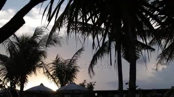 Palm träd Silhouette vid solnedgången. Mörk scen. Natt på magiska tropiska ön Bali, Indonesien. Oredigerade bilder. — Stockvideo