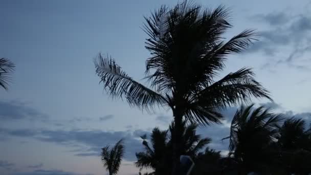 Silueta de palmeras al atardecer. Escena oscura. Noche en la mágica isla tropical de Bali, Indonesia. Imágenes inéditas . — Vídeo de stock