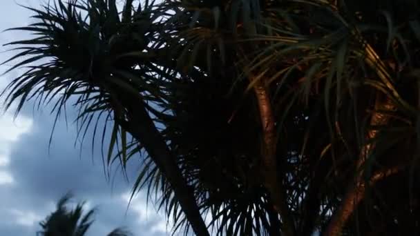 Φοίνικας δέντρα σιλουέτα στο ηλιοβασίλεμα. Σκοτεινή σκηνή. Νύχτα μαγική τροπικό νησί Μπαλί, Ινδονησία. Ανέκδοτος βίντεο. — Αρχείο Βίντεο