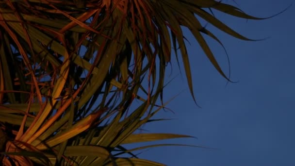 Palmiye ağaçları siluet gün batımında. Karanlık sahne. Gece sihirli tropik adada Bali, Endonezya. Düzenlenmemiş görüntüleri. — Stok video