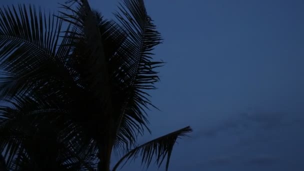 Силуэт пальм на закате. Темная сцена. Ночь на волшебном тропическом острове Бали, Индонезия. Неудачные кадры . — стоковое видео
