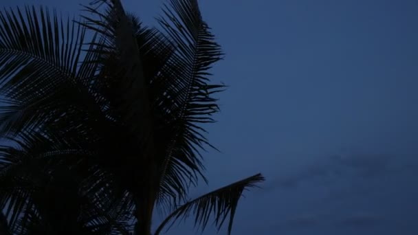 Silueta de palmeras al atardecer. Escena oscura. Noche en la mágica isla tropical de Bali, Indonesia. Imágenes inéditas . — Vídeos de Stock