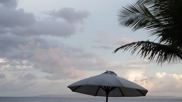 Silueta de palmeras al atardecer. Escena oscura. Noche en la mágica isla tropical de Bali, Indonesia. Imágenes inéditas . — Vídeo de stock