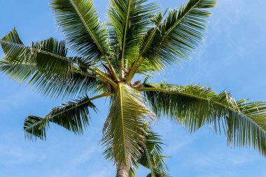 Tropikal palmiye ağacı Cennet Adası Bali, Endonezya mavi güneşli gökyüzünde bir görüntü.