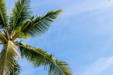 Tropikal palmiye ağacı Cennet Adası Bali, Endonezya mavi güneşli gökyüzünde bir görüntü.
