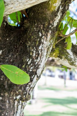 Tropik ağaç Cennet Adası Bali, Endonezya mavi güneşli gökyüzünde bir görüntü.