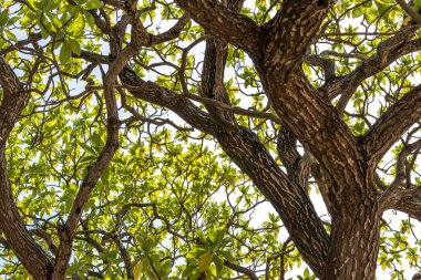 Plaj tropikal ağaç görünümü. Sihirli Bali Adası, Endonezya.