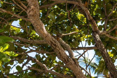 Plaj tropikal ağaç görünümü. Sihirli Bali Adası, Endonezya.