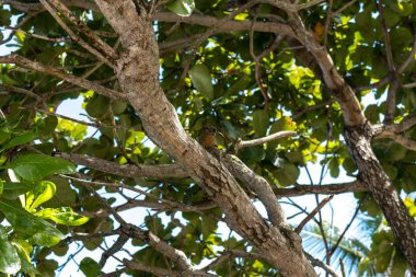 Plaj tropikal ağaç görünümü. Sihirli Bali Adası, Endonezya.