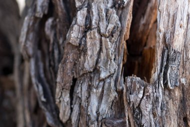 Harika bir Bali Adası, Endonezya tropik ağaç kabuğu. Ahşap doku arka plan, ahşap desen. Organik doğal doku.