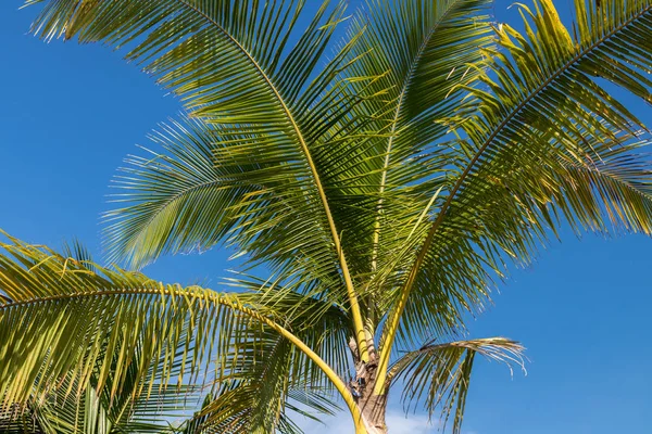 An image of tropical palm tree in the blue sunny sky on paradise island Bali, Indonesia. — Stock Photo, Image