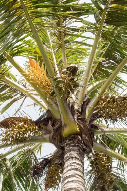Palmiye ağaçları arka plan, tropikal Bali Adası, Endonezya.