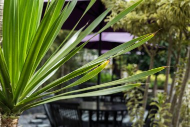 Palmiye ağaçları arka plan, tropikal Bali Adası, Endonezya.