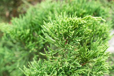 Arka plan açık havada, Bali Adası, Endonezya tropikal yaprak.