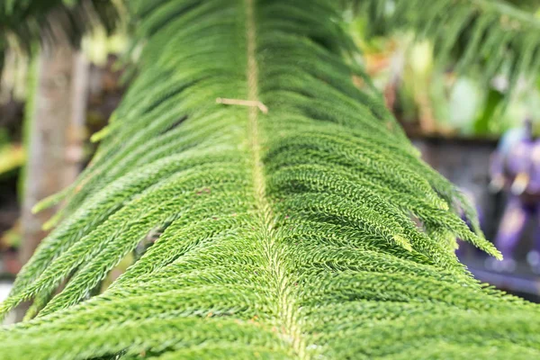 Tropical leaves background outdoors, Bali island, Indonesia.