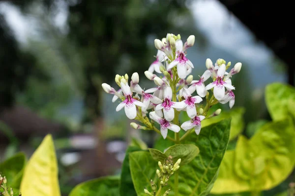 花背景屋外、バリ島、インドネシア. — ストック写真