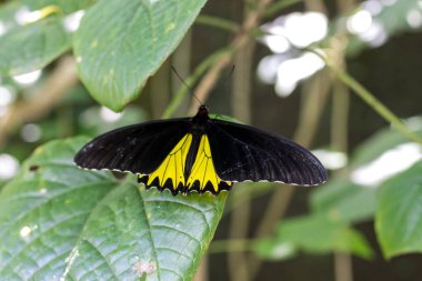 Güzel egzotik tropik kelebek Parkı Bali Adası, Endonezya.