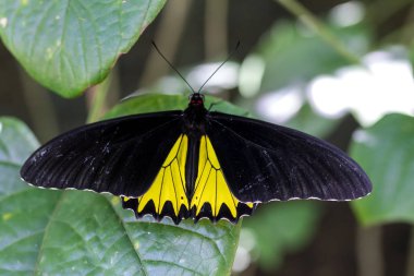Güzel egzotik tropik kelebek Parkı Bali Adası, Endonezya.