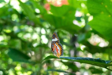 Güzel egzotik tropik kelebek Parkı Bali Adası, Endonezya.