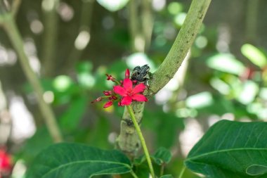 Taze çiçekler arka planda açık havada park Bali Adası, Endonezya. Doğa Çiçek arka plan.