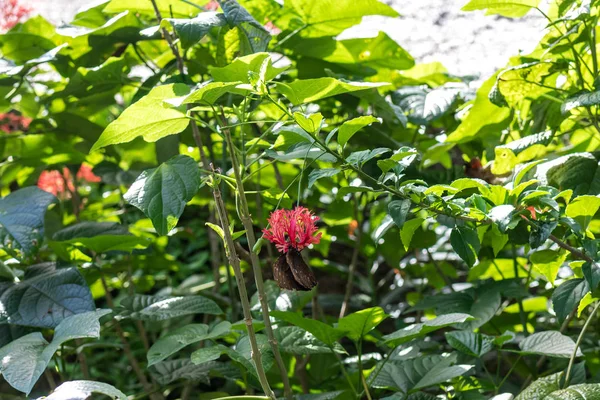 Hermosa mariposa tropical exótica en el parque de la isla de Bali, Indonesia . — Foto de Stock