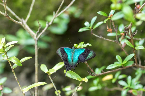 Hermosa mariposa tropical exótica en el parque de la isla de Bali, Indonesia . — Foto de Stock