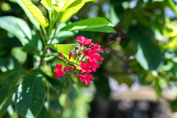 Taze çiçekler arka planda açık havada park Bali Adası, Endonezya. Doğa Çiçek arka plan. — Stok fotoğraf