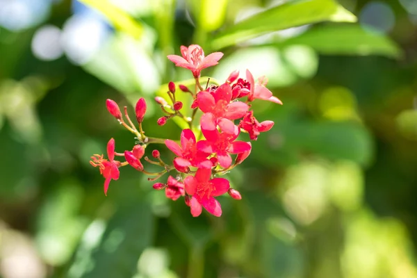 Flores frescas fundo ao ar livre no parque da ilha de Bali, Indonésia. Natureza floral fundo . — Fotografia de Stock