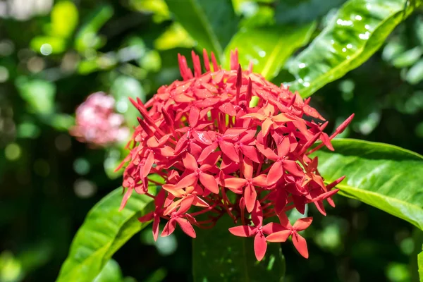 Taze çiçekler arka planda açık havada park Bali Adası, Endonezya. Doğa Çiçek arka plan. — Stok fotoğraf