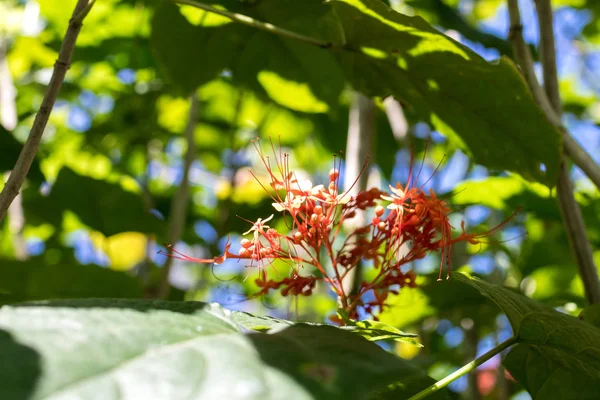 新鮮な花は、屋外公園のバリ島、インドネシアの背景します。自然の花の背景. — ストック写真