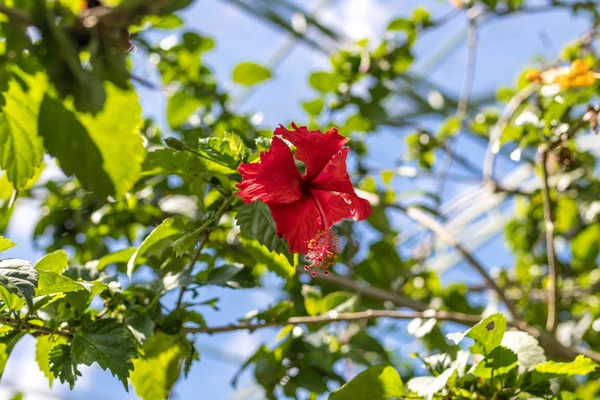 新鮮な花は、屋外公園のバリ島、インドネシアの背景します。自然の花の背景. — ストック写真